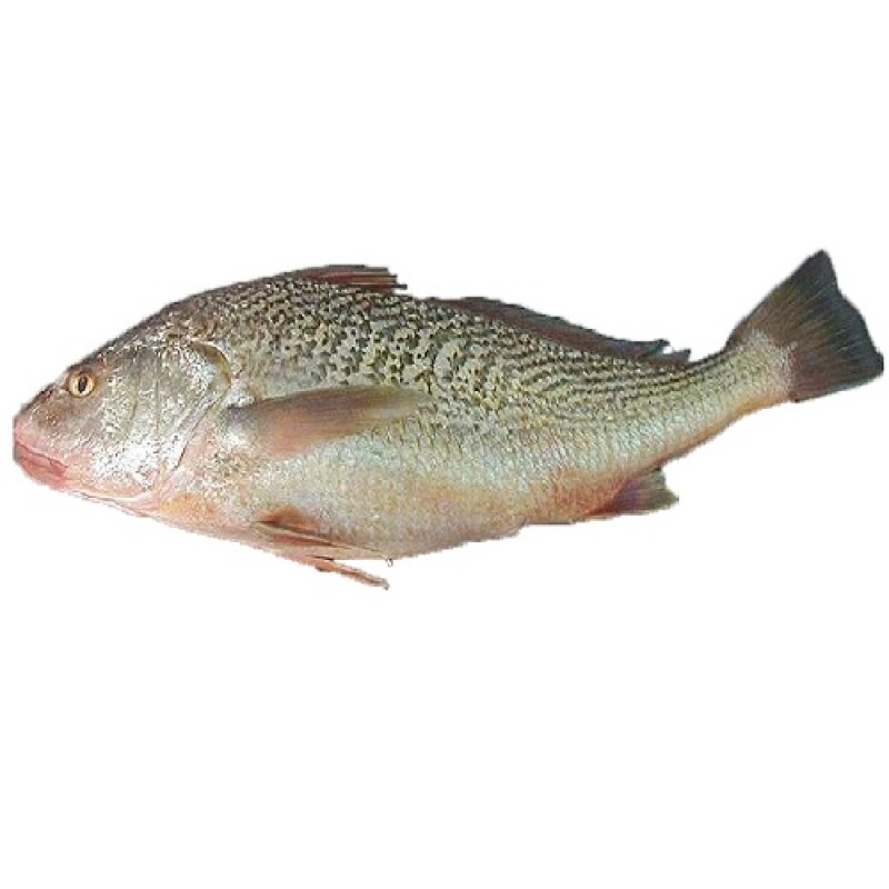 Croaker Fish