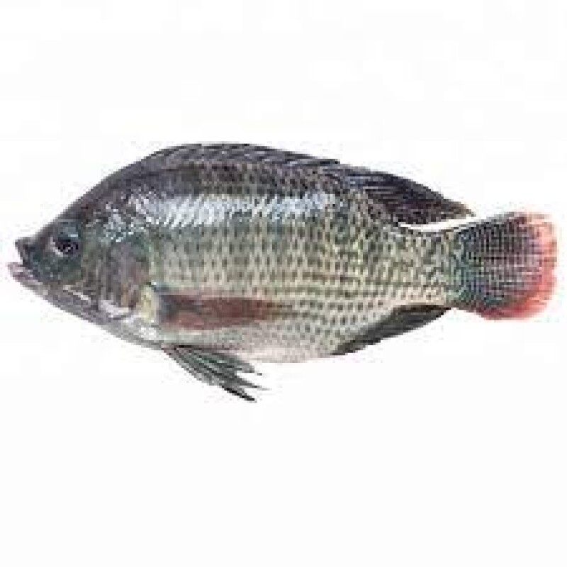 Tilapia